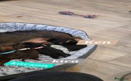 Dachshund dogs for sale: Beautiful Daxis - Advert 12