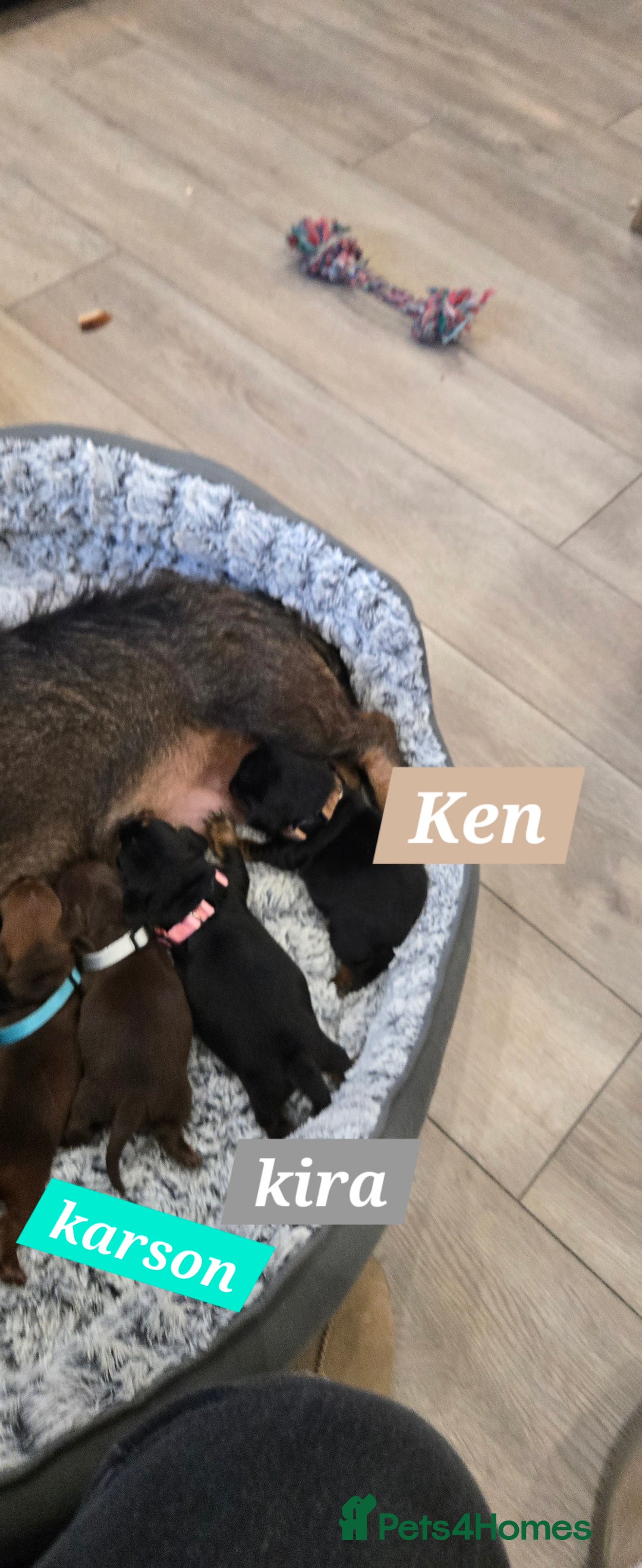 Dachshund dogs for sale: Beautiful Daxis - Advert 12