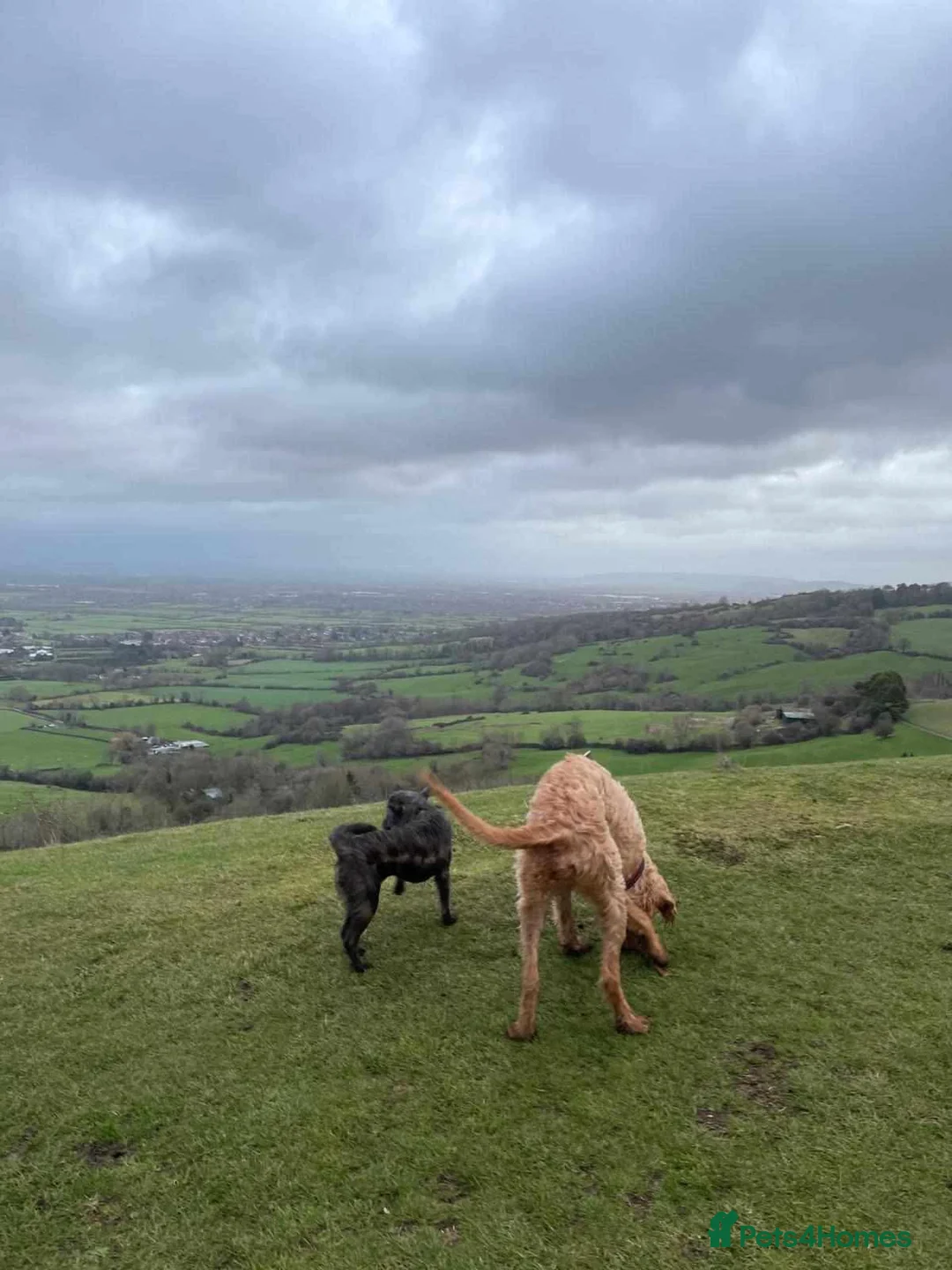 Mixed Breed dogs for adoption: MAGGIE - SCRUFFY SWEET AND READY FOR LOVE in Gloucester - Advert 10
