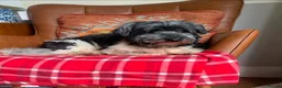 Mixed Breed dogs for adoption: Petra - Advert 6