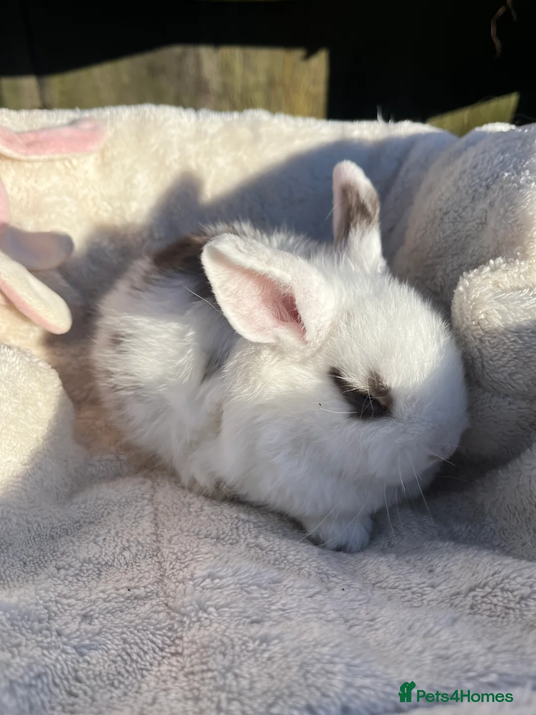 Mini Lop rabbits for sale: Gorgeous mini lops  - Advert 8