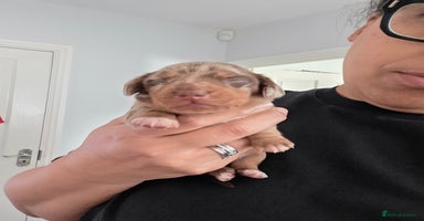 Miniature Dachshund dogs Gorgeous smooth hair litter - Advert 3