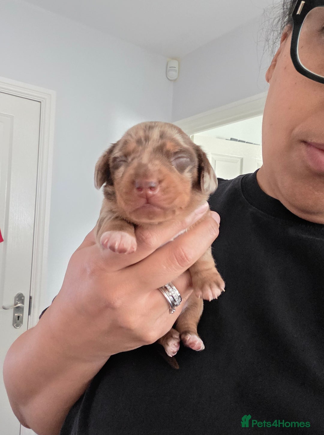 Miniature Dachshund dogs for sale: Gorgeous smooth hair litter - Image 2