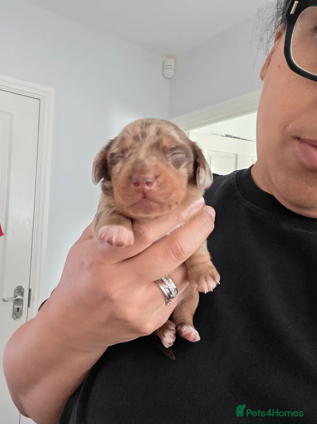 Miniature Dachshund dogs for sale: All puppies now reserved.  - Advert 2