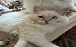 Ragdoll cats for sale: Cherubim Ragdoll Lilac Tabby male kitten - Advert 15