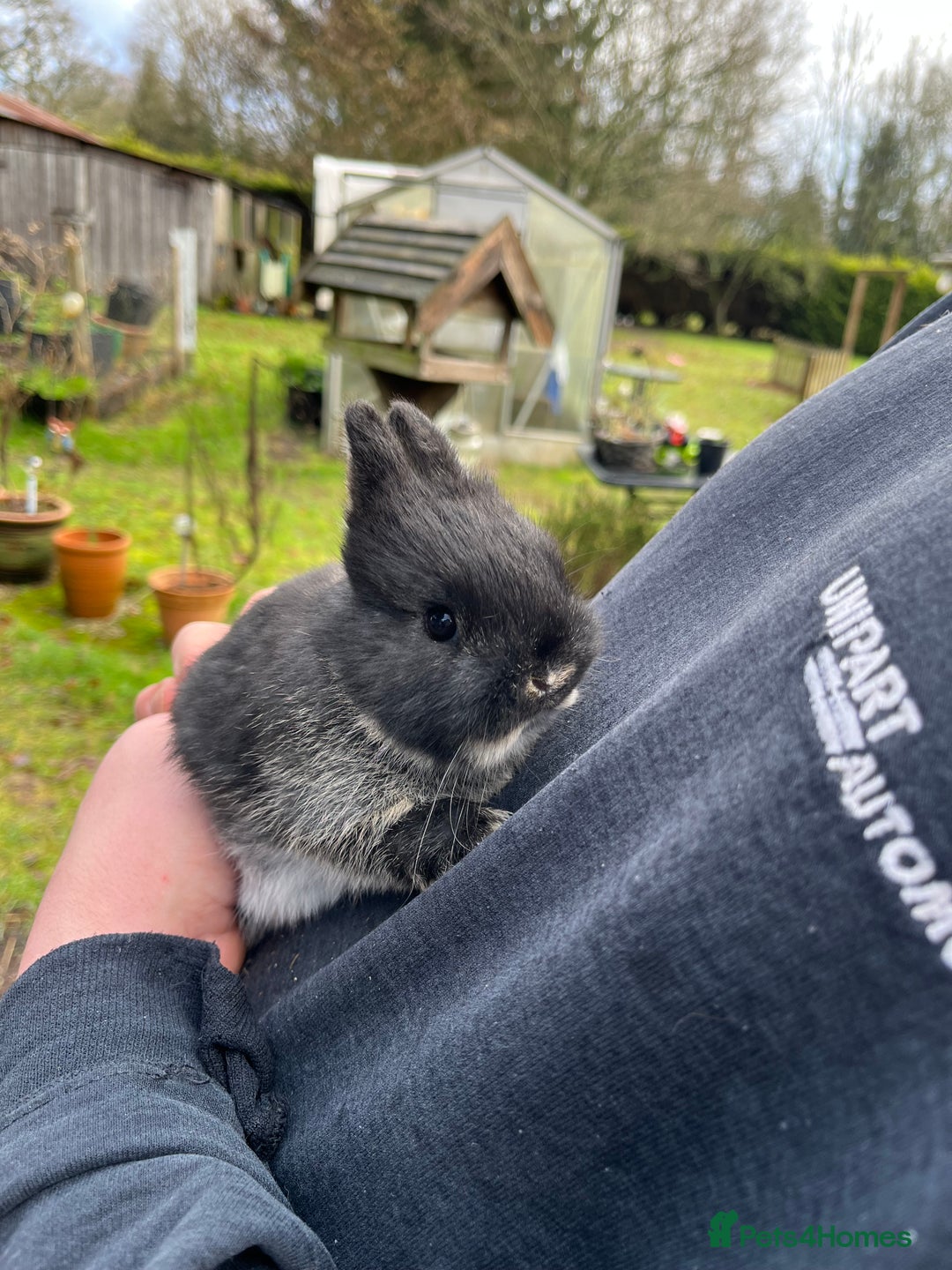 Netherland Dwarf rabbits for sale: Purebred Netherland dwarf babies.  - Advert 3