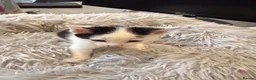 Mixed Breed cats for sale: 3 beautiful mixed girl kittens  in Stourport-on-Severn - Advert 13