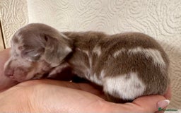 Miniature Dachshund dogs for sale: Miniature dachshunds  - Image 18