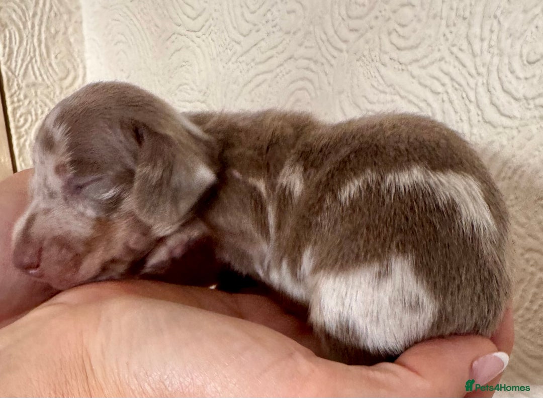 Miniature Dachshund dogs for sale: Miniature dachshunds  - Image 18