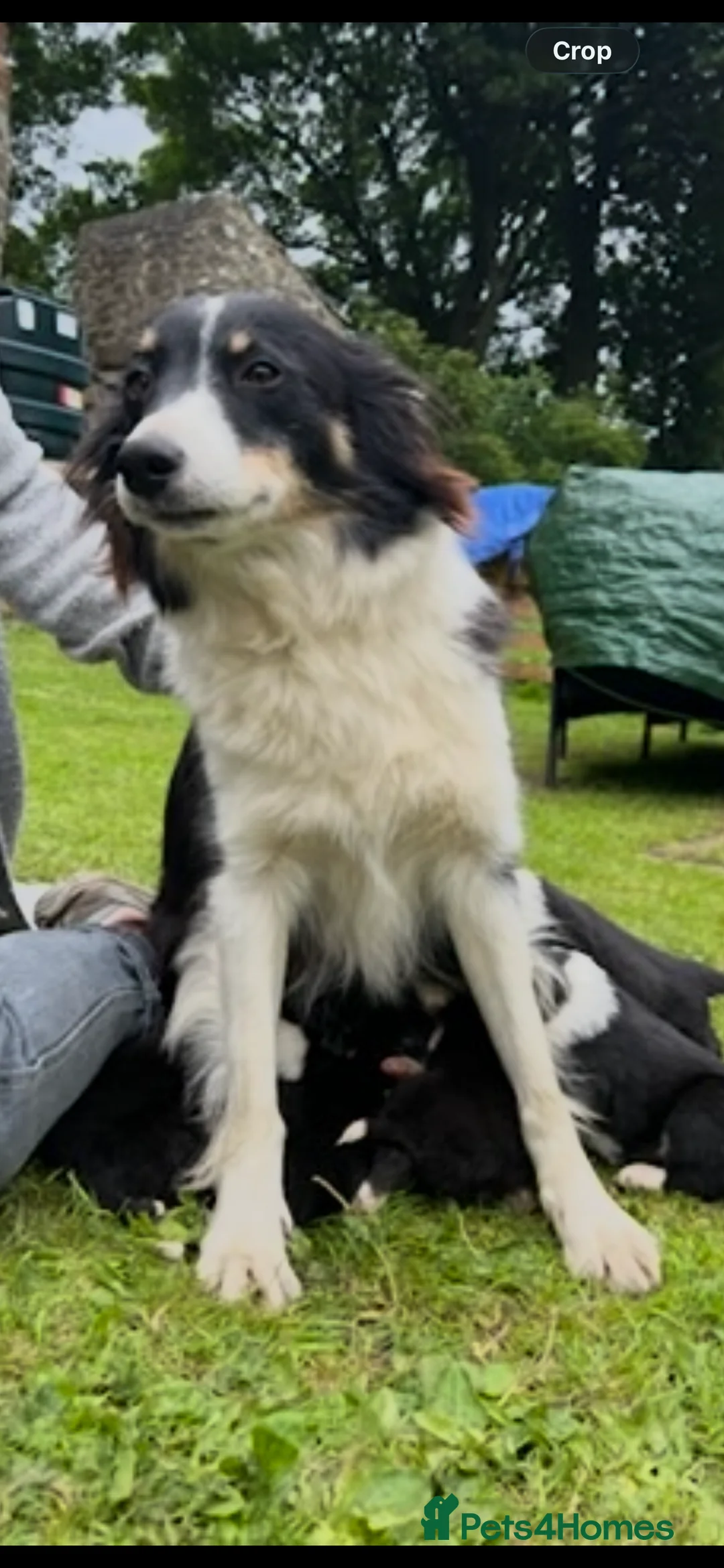 Border Collie dogs for sale: Collie pups  - Advert 1