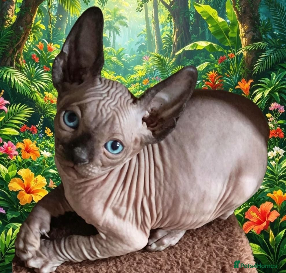Sphynx cats £490 GORGEOUS MALE SPHYNX KITTEN - Advert 4