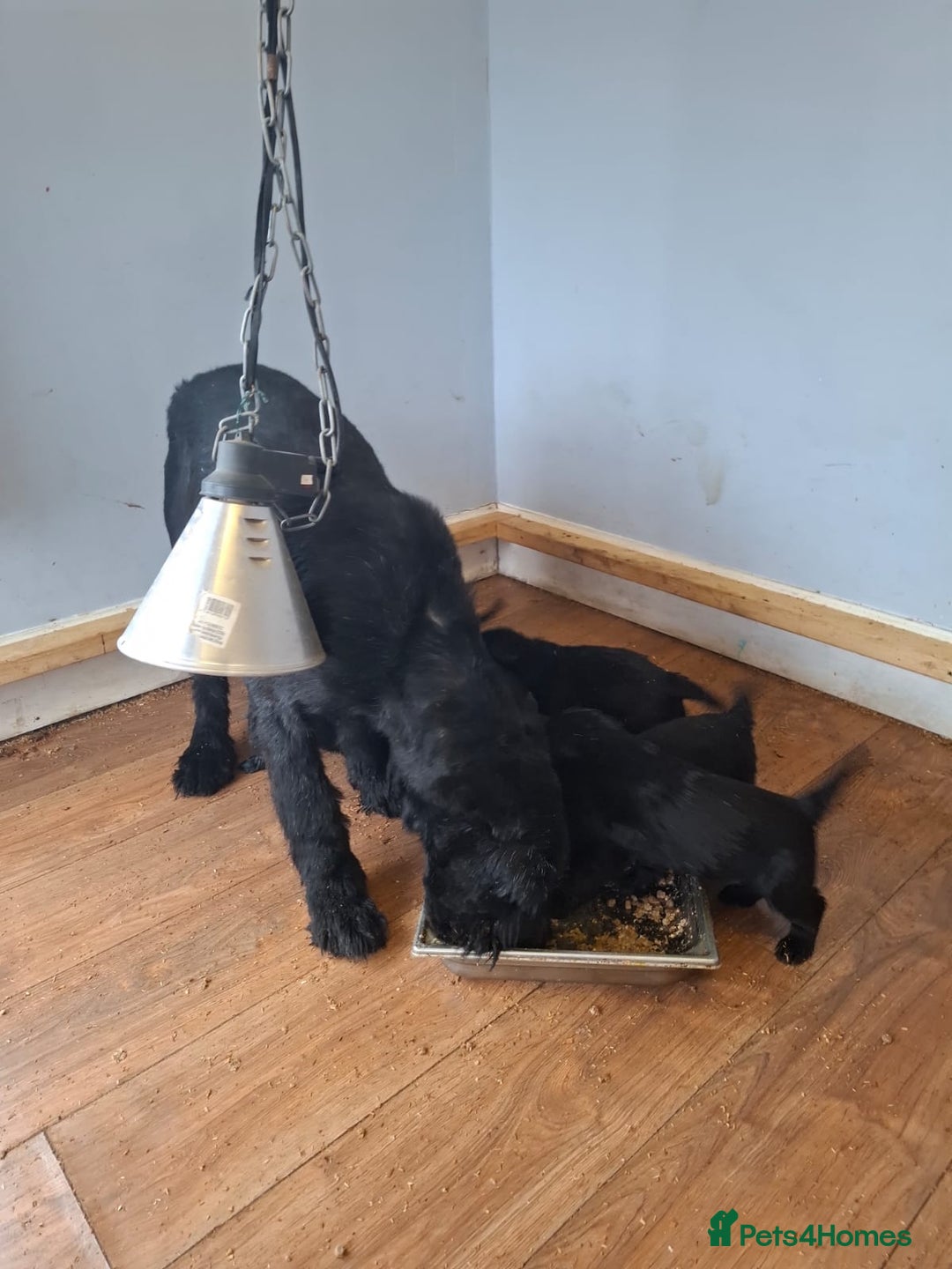 Giant Schnauzer dogs for sale: Giant Schnauzer Puppies  - Advert 5