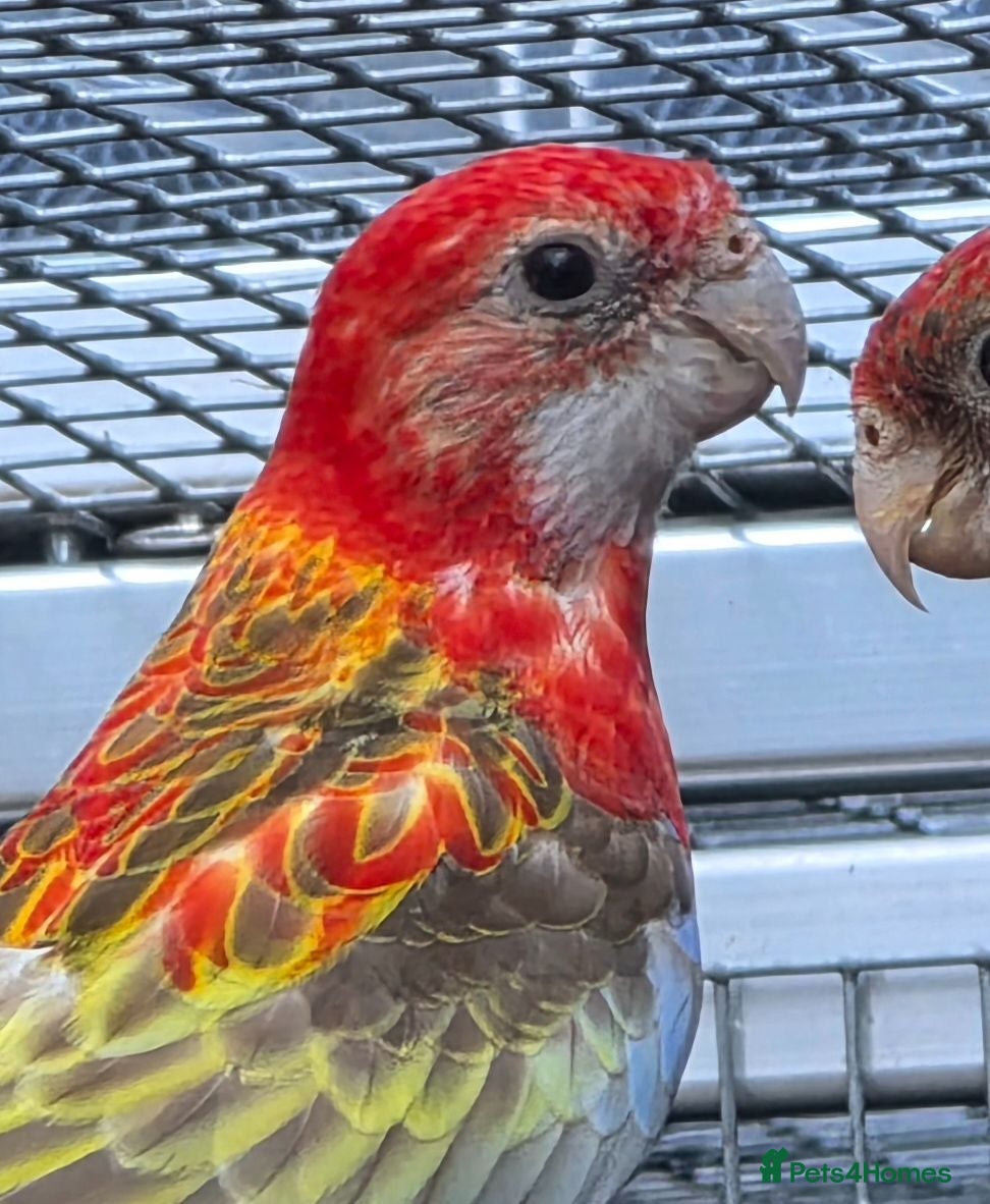 Parakeets birds Young Pastel Opeline Red Rosella - Advert 1