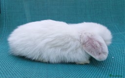 Mini Lop rabbits for sale: Mini lop babies  - Image 3