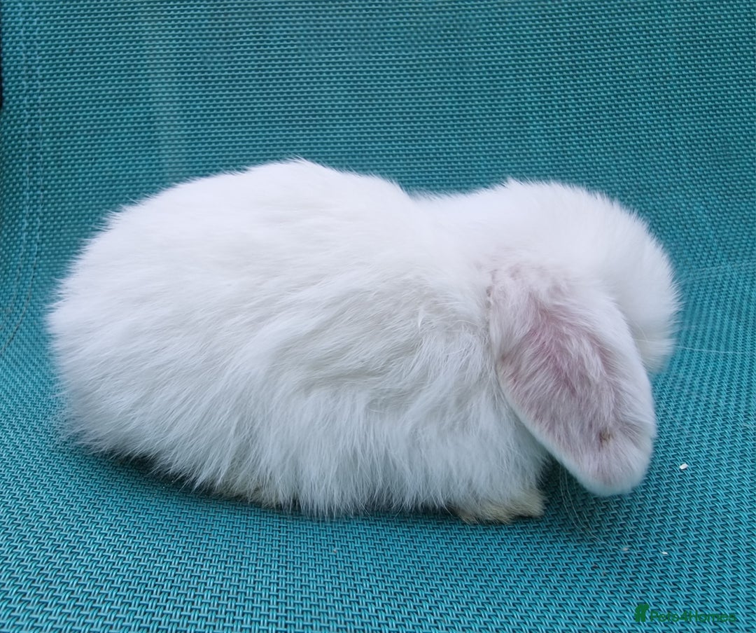Mini Lop rabbits for sale: Mini lop babies  - Image 3
