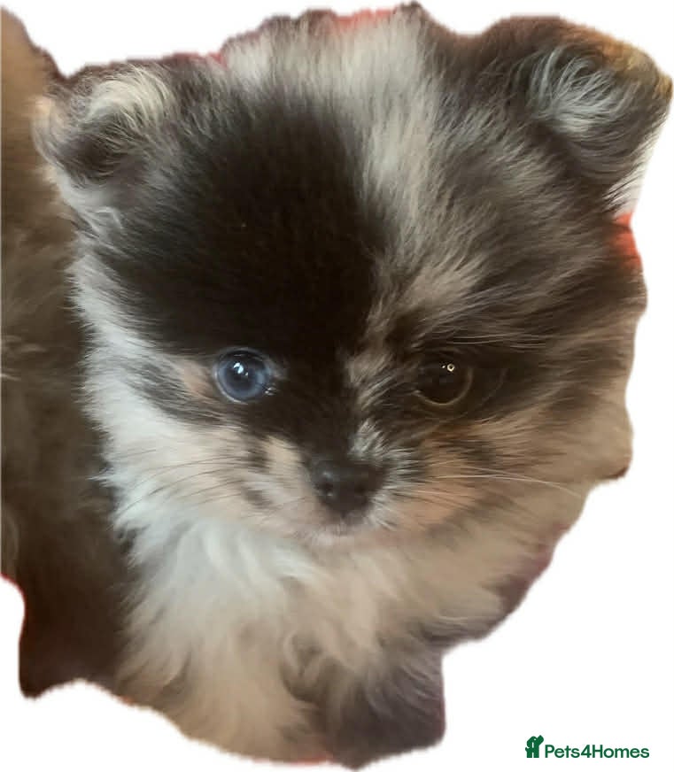 Pomeranian dogs UNIQUE POMERANIAN-LITTER READY ON 6TH OF FEBRUARY  - Advert 12