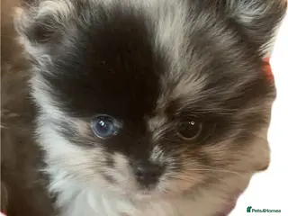 Pomeranian dogs UNIQUE POMERANIAN-LITTER READY ON 6TH OF FEBRUARY - Advert 12