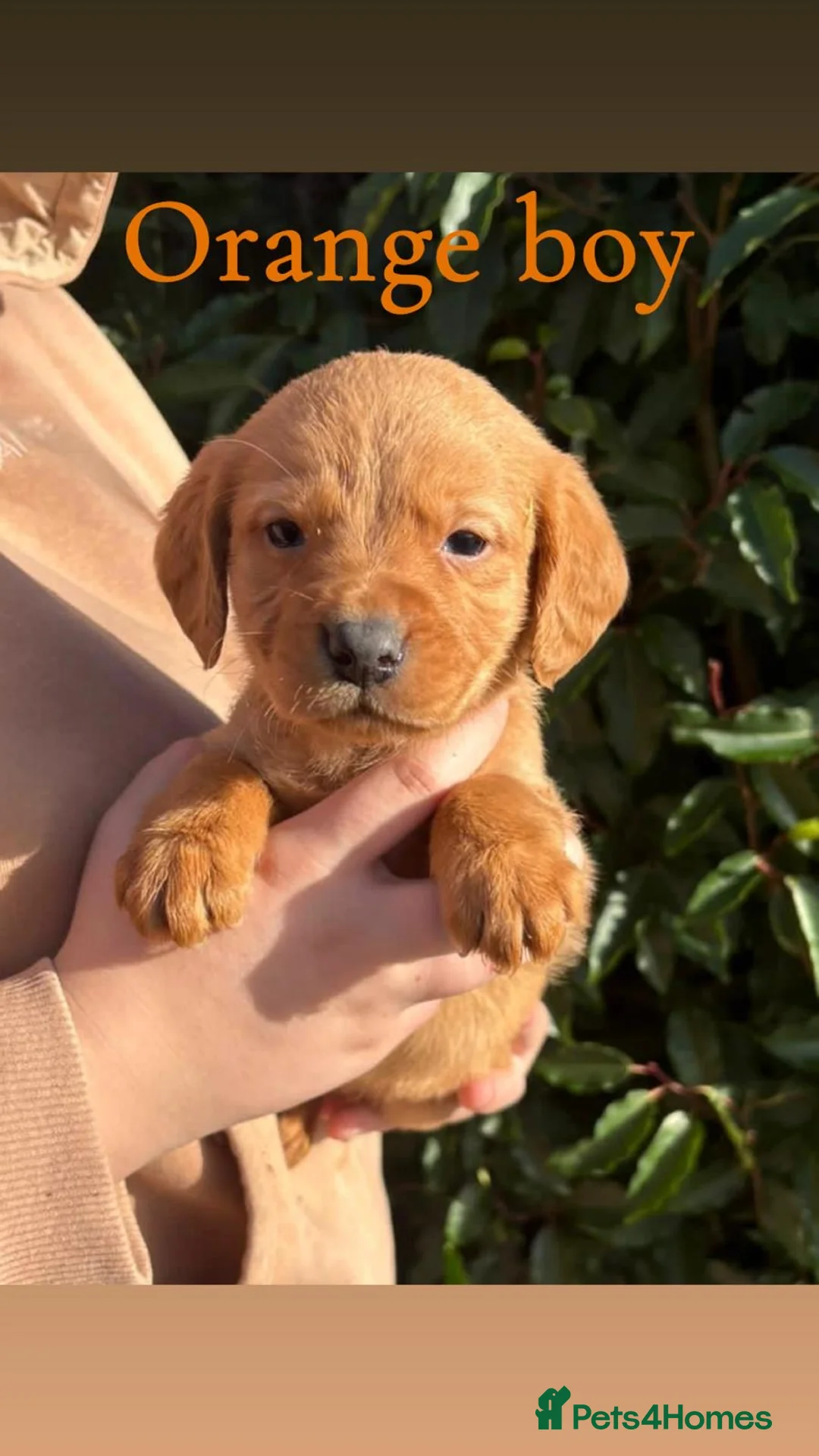 Cockerdor dogs for sale: Labrador x cocker spaniel pups - Advert 8