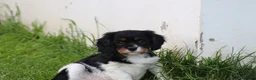 Cavalier King Charles Spaniel dogs for sale: Beautiful Cavalier King Charles Spaniel puppies - Advert 6