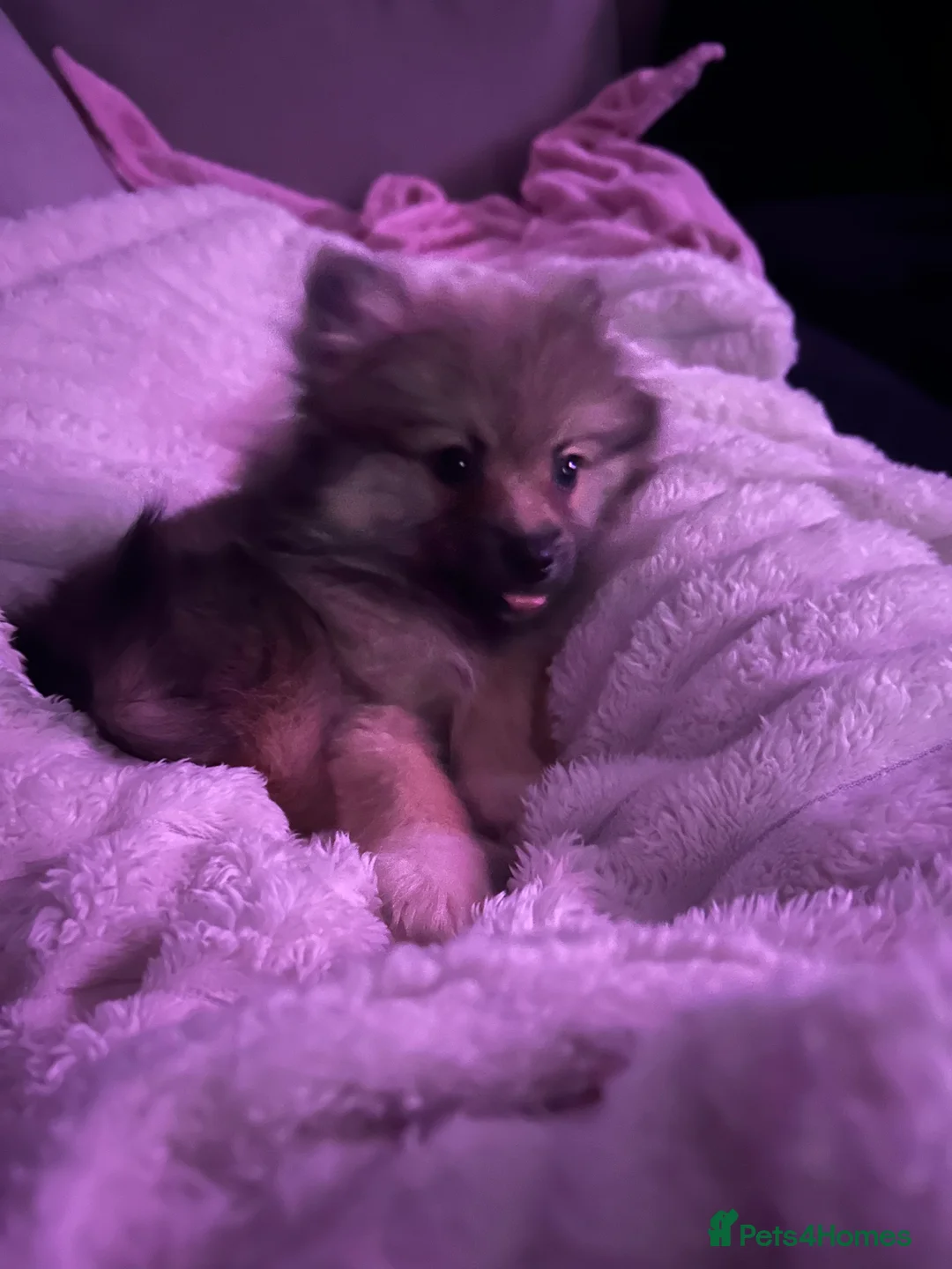 Pomeranian dogs for sale: Pomeranian - Advert 1