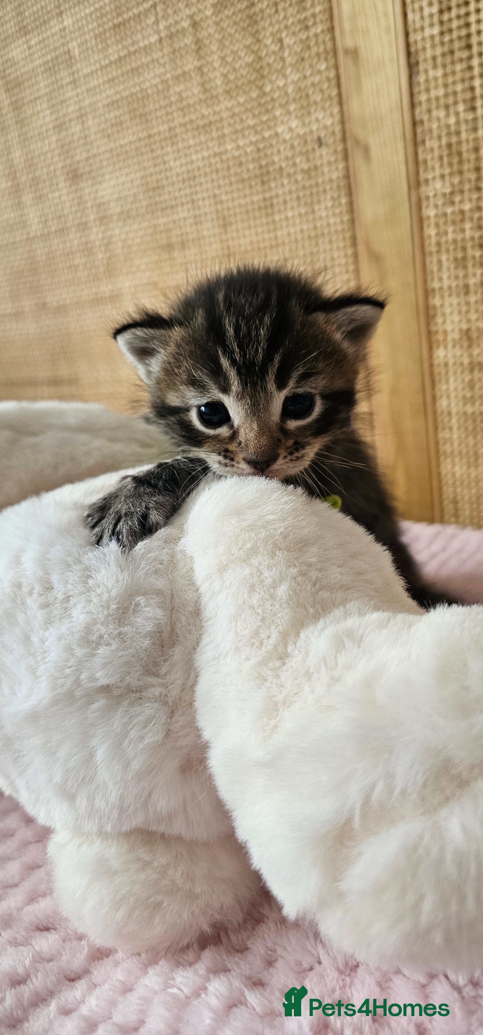 Mixed Breed cats for sale: Beautiful Bengal Mix Kittens - Advert 11