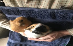Guinea Pig rodents for sale: Tom/Jerry - Image 4