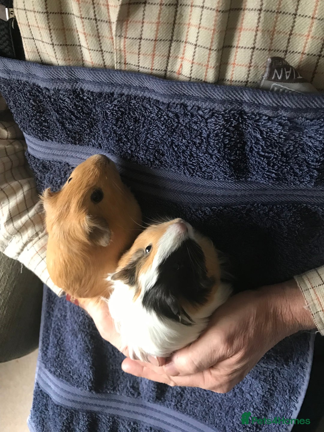Guinea Pig rodents for sale: Tom/Jerry - Image 4