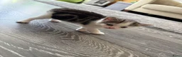 Mixed Breed cats for sale: 3 cute, cuddly kittens for sale - Advert 8
