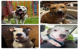 Staffordshire Bull Terrier dogs for sale: 4 staffies sadly looking for new homes ASAP - Image 2