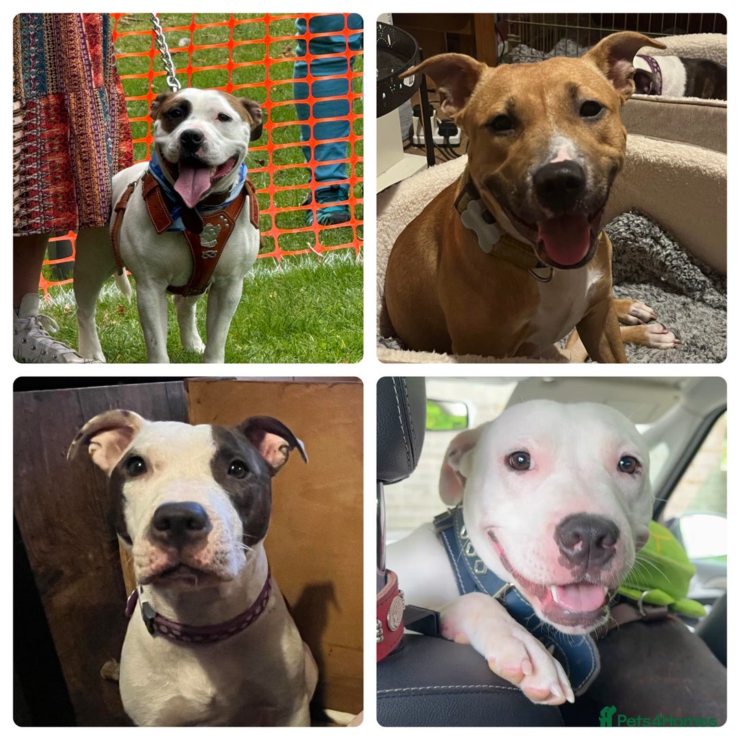 Staffordshire Bull Terrier dogs for sale: 4 staffies sadly looking for new homes ASAP - Image 2
