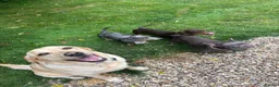 Dachshund dogs for sale: Ted & Milo - Advert 10