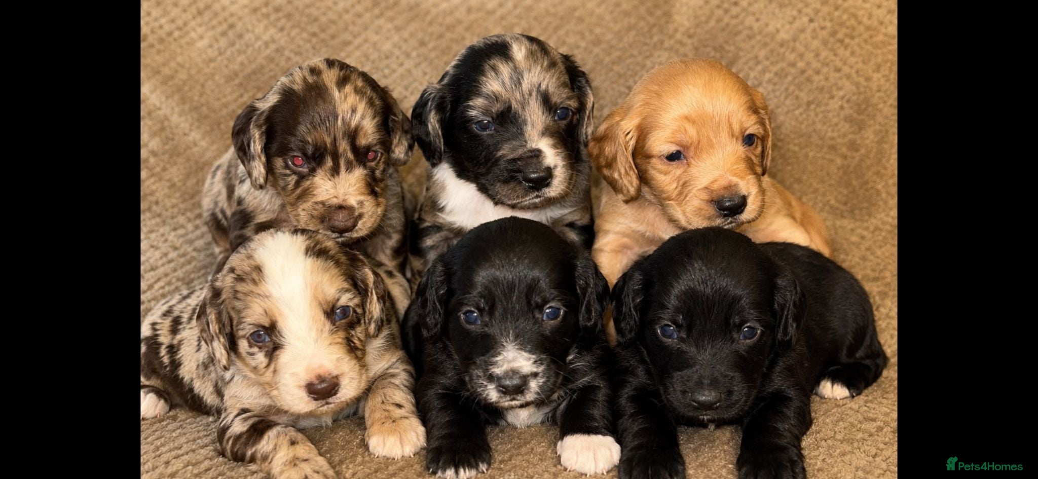 Cocker Spaniel dogs Cockerspaniel pups  - Advert 3