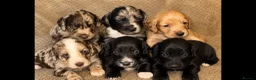 Cocker Spaniel dogs for sale: Cockerspaniel pups  - Advert 1