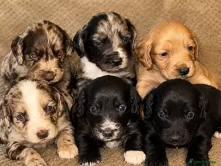 Cocker Spaniel dogs Cockerspaniel pups - Advert 3