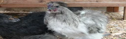 Mixed Breed birds for sale: Silkie &French Copper Maran chicks & hatching eggs - Advert 8