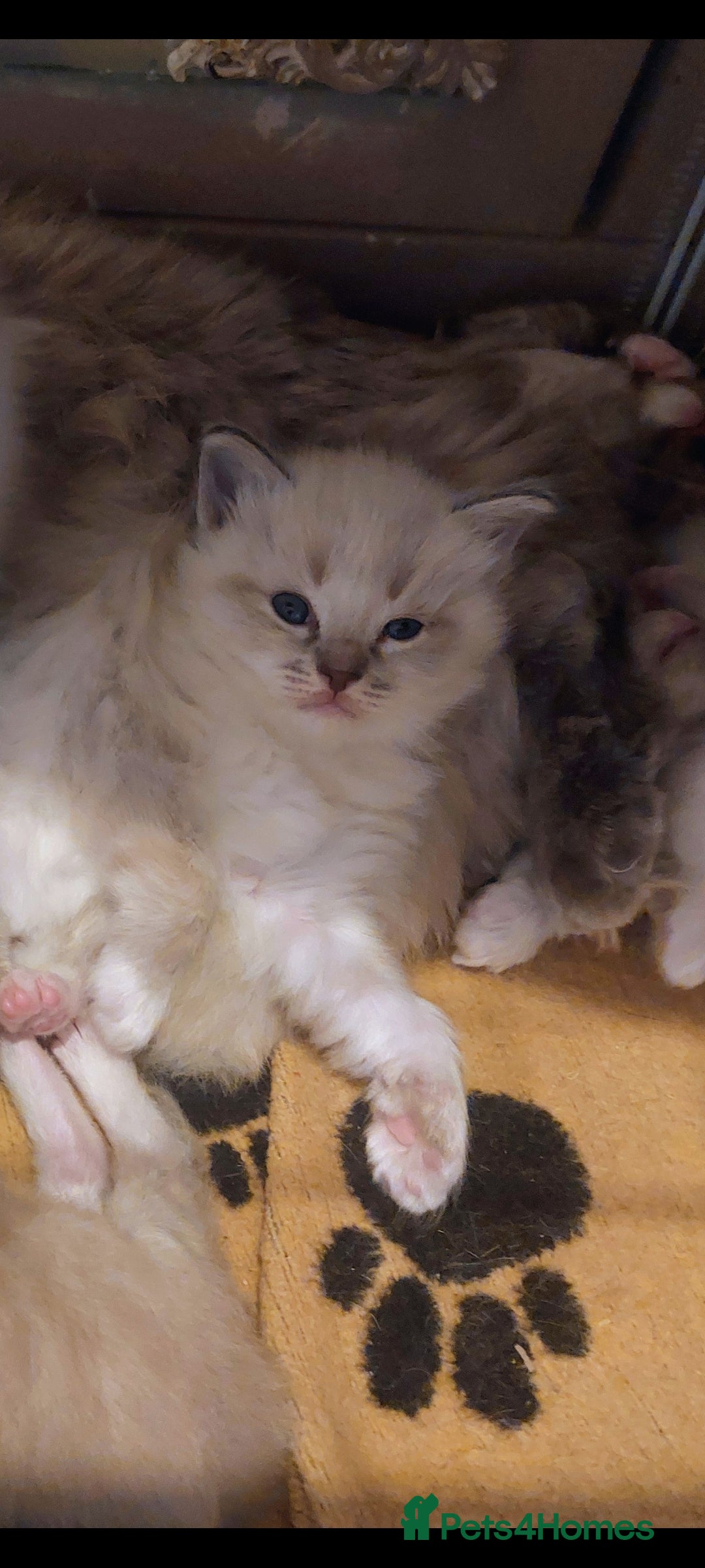 Ragdoll cats for sale: ADORABLE RAGDOL LOVELYS - Advert 16