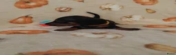 Miniature Dachshund dogs for sale: Miniat Dachshund puppy READY TO LEAVE  - Advert 21
