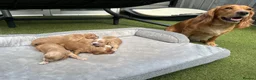 Cocker Spaniel dogs for sale: Working cocker spaniel puppies  in Worcester - Advert 4