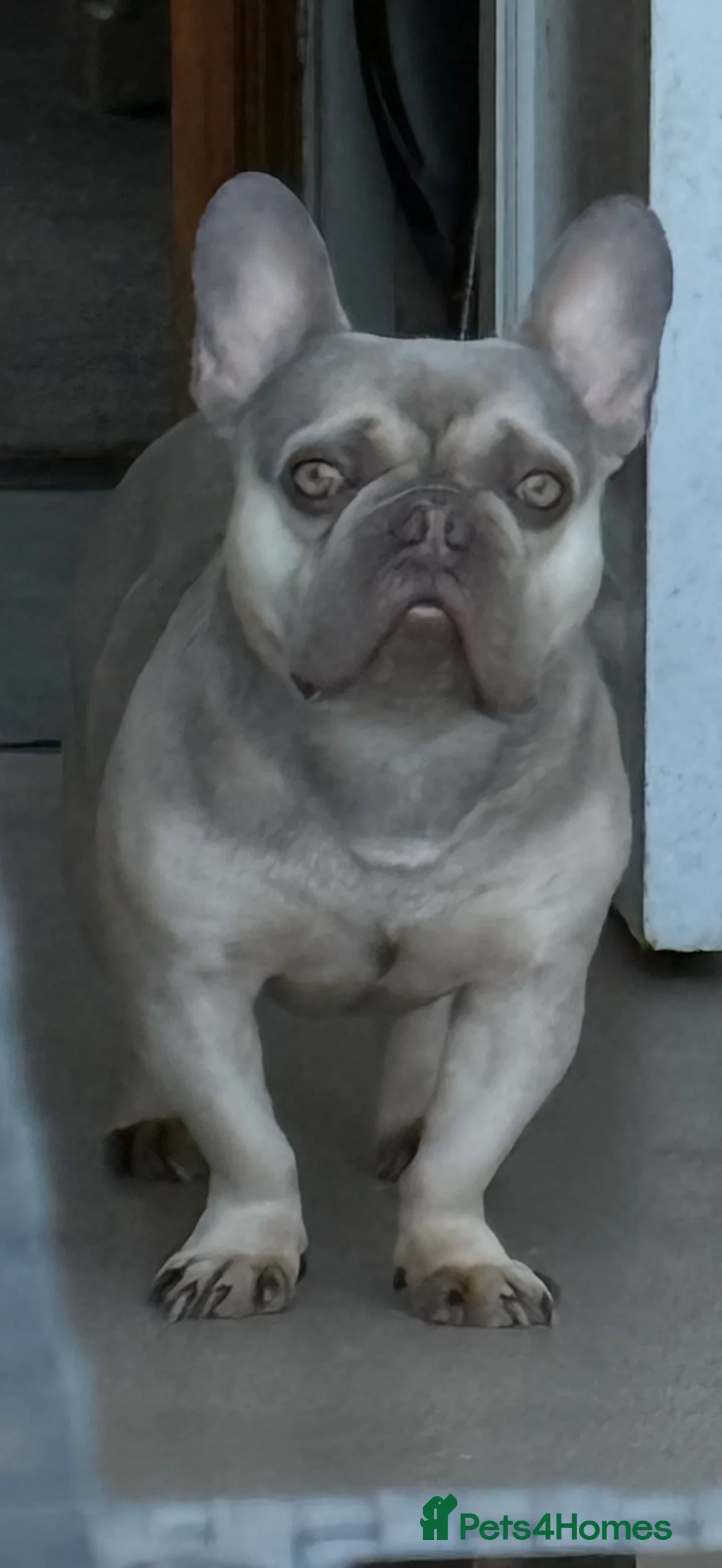 French Bulldog dogs for sale: Male French bulldog  - Advert 7