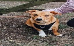 Mixed Breed dogs for sale: Gorgeous 9 month old puppy  - Image 1