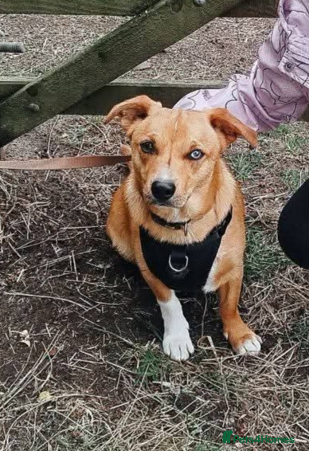 Mixed Breed dogs for sale: Gorgeous 9 month old puppy  - Image 1