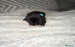 Mixed Breed dogs for sale: Cane corso mix Akita  - Image 39