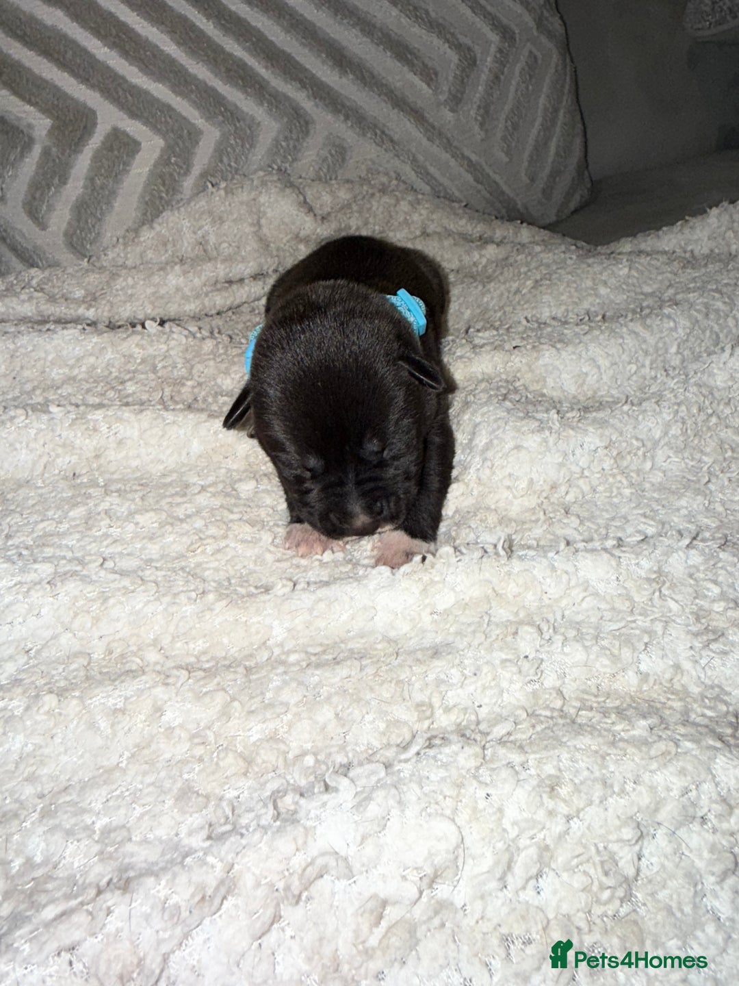 Mixed Breed dogs for sale: Cane corso mix Akita  - Image 39