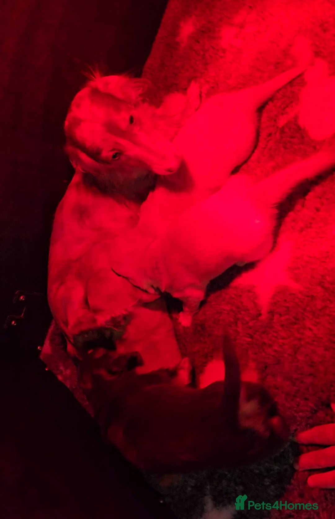 Miniature Dachshund dogs for sale: BEAUTIFUL CREAM LONG HAIR WITH ALL DNA - Advert 15