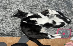 Domestic Shorthair cats for sale: British short hair kittens - Advert 1