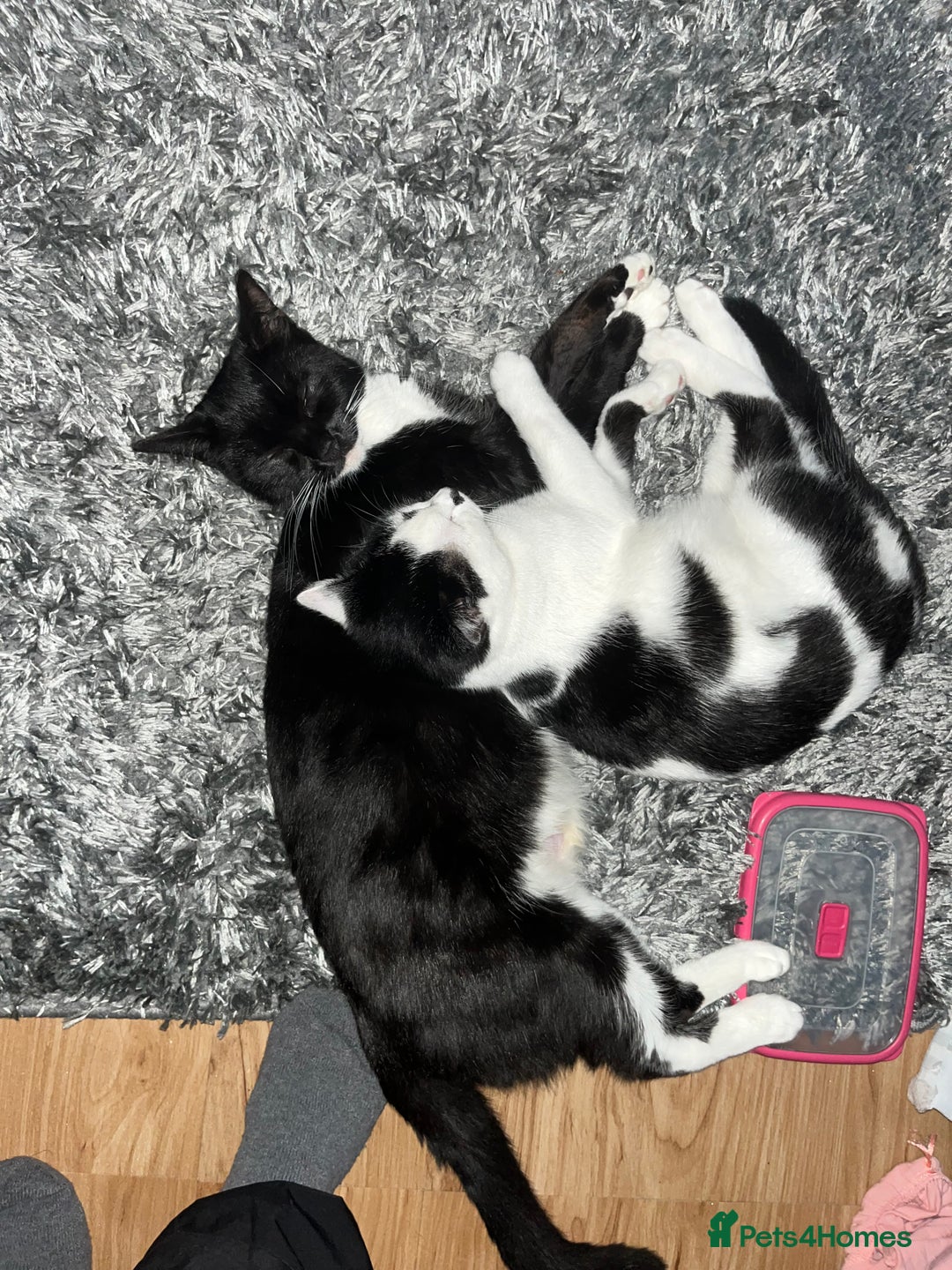 Domestic Shorthair cats for sale: British short hair kittens - Advert 1