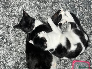 Domestic Shorthair cats British short hair kittens - Advert 1