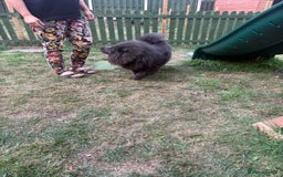 Chow Chow dogs for sale: Beautiful chow chow - Image 6