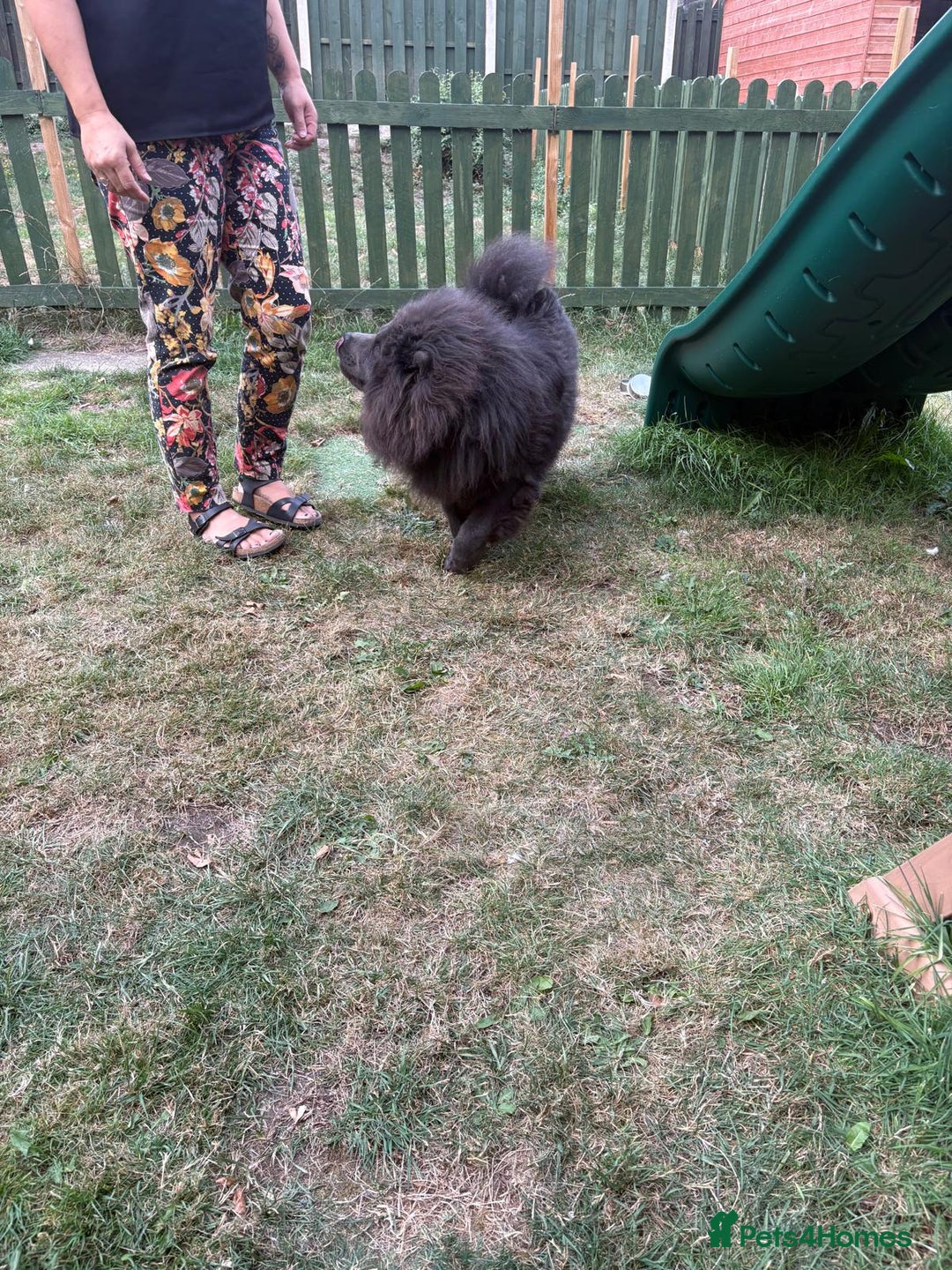 Chow Chow dogs for sale: Beautiful chow chow - Image 6