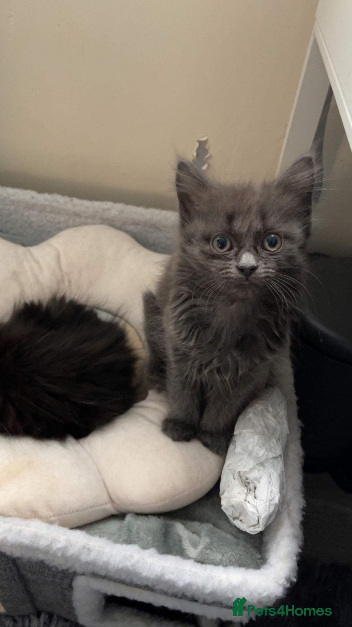 Nebelung cats Nebelung kittens  - Advert 2